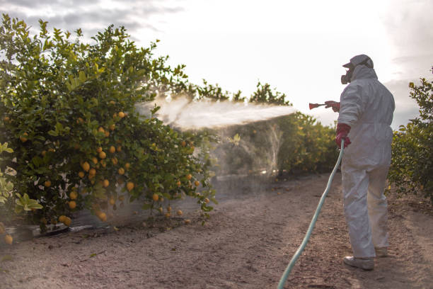 Reliable Beltsville, MD Pest Control Solutions